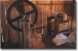 Imagem Planta Arazá Guayaba Psidium Guajaba