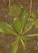 Imagem planta Caá juquy-Tansagem Plantago mayor